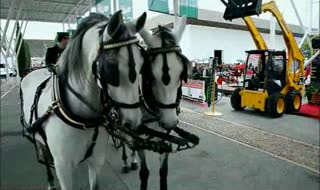 Passeio de Charrete pela GNR na 29ª Ovibeja